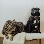 Iniciativas en Estados Unidos: Fundaciones Impulsan el Bienestar Animal con Fondos y Campañas de Esterilización