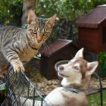 Jornada de Vacunación Gratuita y la Búsqueda de un Hogar: Un Llamado a la Tenencia Responsable de Mascotas